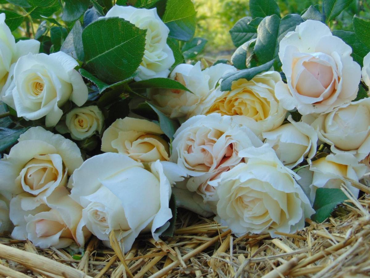 Fleurs De Brenne Gite Neuille-le-Lierre Luaran gambar